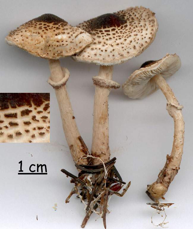 Lepiota felina